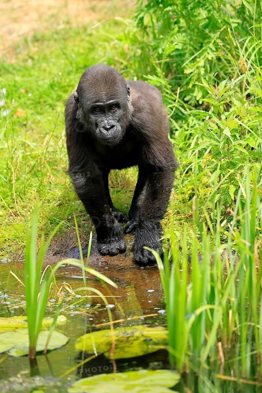 Western gorilla (Gorilla gorilla), young animal, at the water, discover
