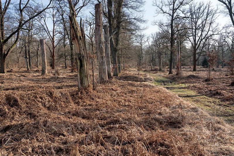 An oak forest as natural burial grave site, Friedwald, Reinhardswald Forest, Weser Uplands, district of Kassel, Hesse, Germany