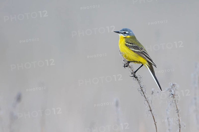 Sykes Wagtail - Schafstelze - Motacilla flava ssp. beema, Russia, adult male