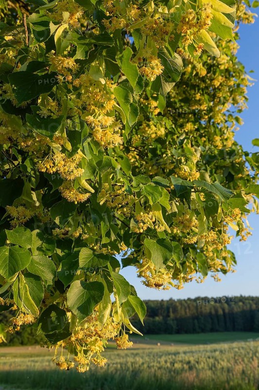 Blooming linden flowers in warm sunset light above rural spring fields, Baden Württemberg, Germany