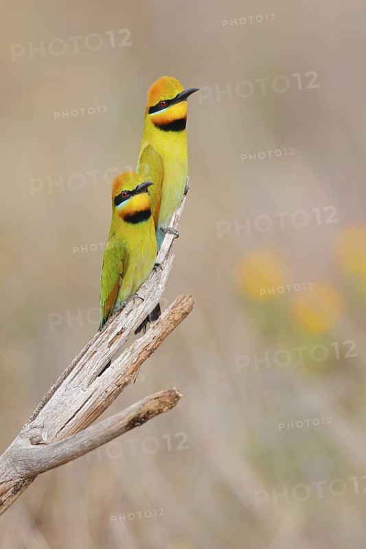 Rainbow Bee-eater (Merops ornatus), Western Australia, Australia