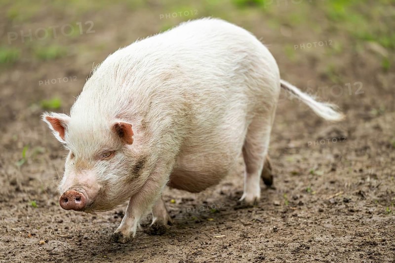 Vietnamese Pot-bellied pig, Bavaria, Germany
