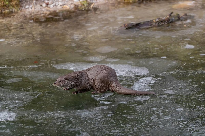 One Eurasian otter (Lutra lutra), walking on the ice of a frozen river