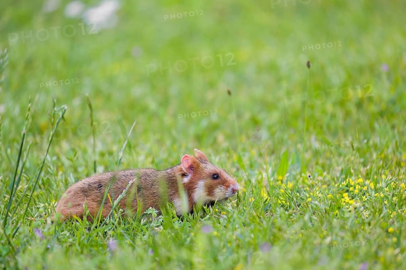 A European hamster (Cricetus cricetus), Eurasian hamster, black-bellied hamster or common hamster, forages for food on fresh green grass