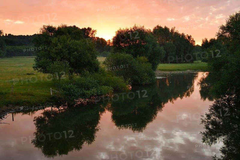 Silver willows or pollarded willows (Salix alba) on the river Lippe at sunrise, Hamm, North Rhine-Westphalia, Germany
