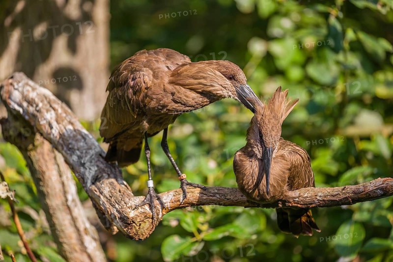 A hamerkop (Scopus umbretta) stands on a branch of a tree and grooms the plumage of a second one sitting on the branch. Green leaves can be seen in the background