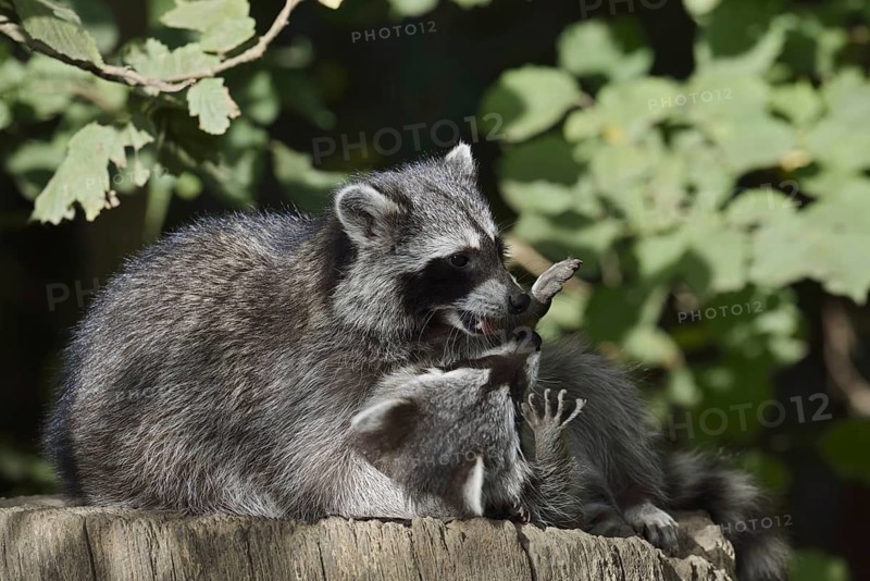 Raccoon (Procyon lotor) playing with young, North Rhine-Westphalia, Germany