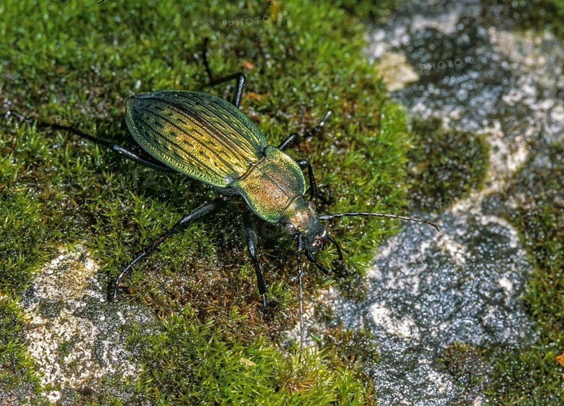 Carabus cancellatus, grain wart, Slovenia, Triglav national park, beetle, insects, beetles, national park, Triglav
