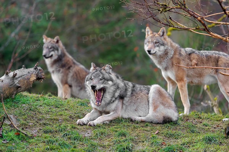 Three grey wolves (Canis lupus lupus), an adult female and a male as well as a cub, are standing/resting on a green meadow in hilly terrain and observing the surroundings