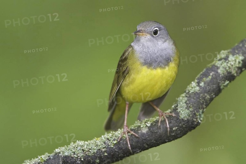 Connecticut Warbler (Oporornis agilis), Manitoba, Canada