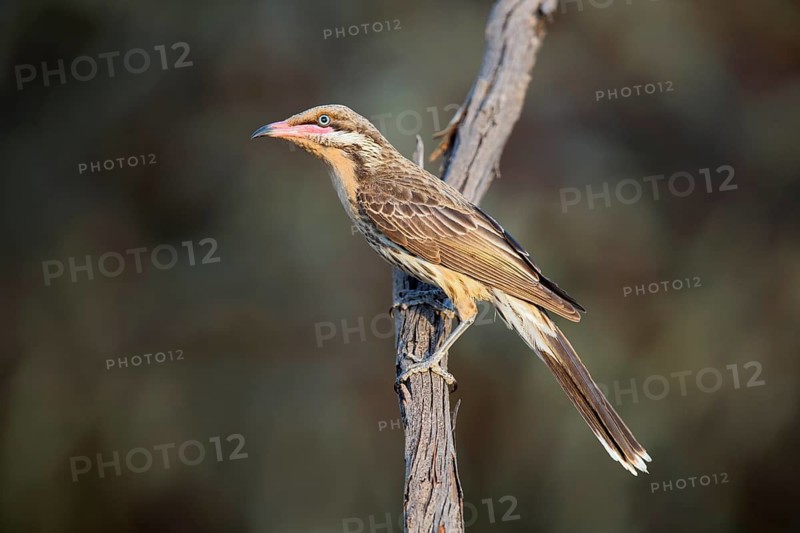 Spiny-cheeked Honeyeater (Acanthagenys rufogularis) perched on a branch, Victoria, Australia
