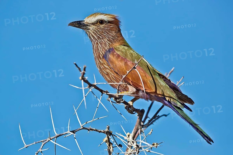 Purple Roller (Coracias naevius) perched on a branch, Etosha, Namibia