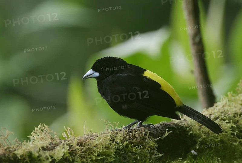 Lemon-rumped Tanager (Ramphocelus icteronotus) male perched on a mossy branch, Pichincha, Ecuador