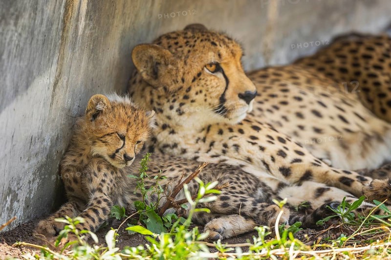 Cheetah (Acinonyx jubatus) mother with her youngster, captive, occurrence Africa