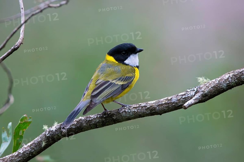 Australian Golden Whistler (Pachycephala pectoralis) male perched on a branch, Victoria, Australia