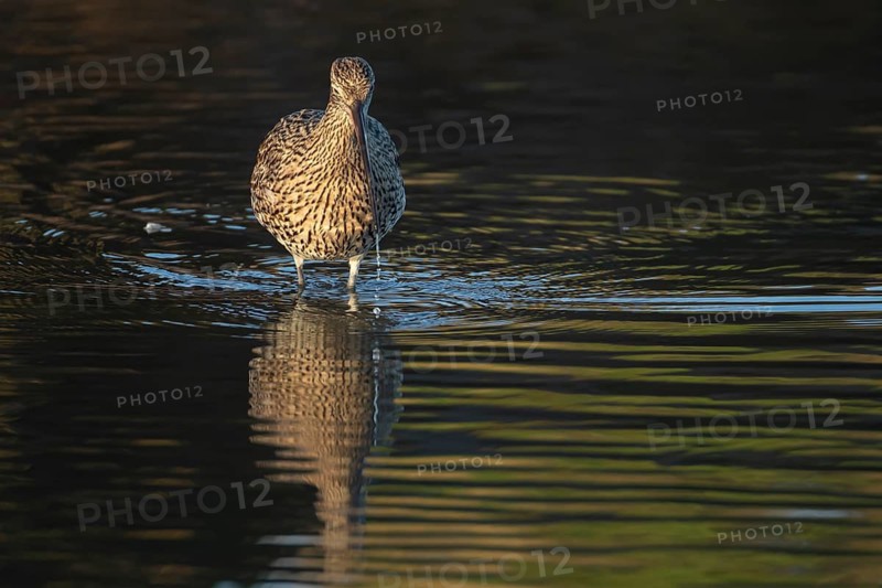 Eurasian curlew (Numenius arquata) adult wading bird feeding in a coastal lagoon, Norfolk, England, United Kingdom