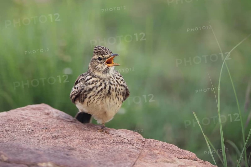 Bush Pipit (Anthus caffer), adult, on rocks, singing, Pilanesberg National Park, North West Province, South Africa, Africa, Germany