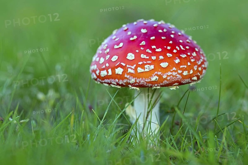 Fly agaric, (Amanita muscaria), poisonous, poisonous mushroom, meadow, mushroom, mushrooms, Scandinavia, Falsterbo, Falsterbo, Skåne, Sweden