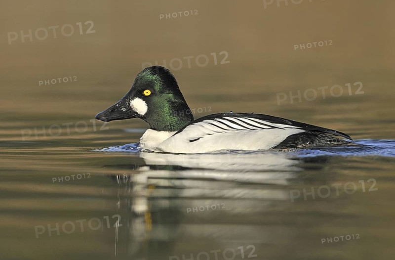 Common Goldeneye (Bucephala clangula) male, British Columbia, Canada