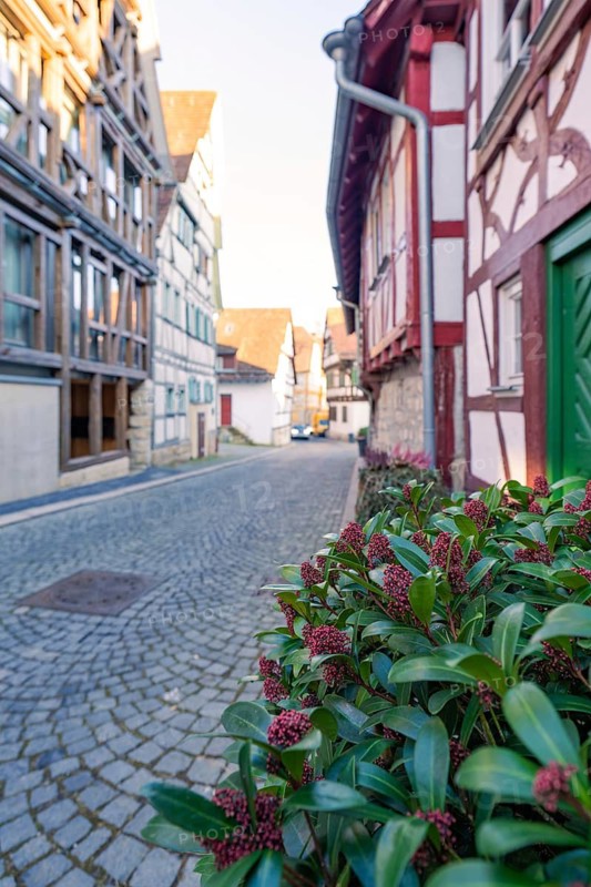 Street scene with modern and traditional half-timbered houses, plants on the roadside, Sindelfingen, Böblingen district, Germany