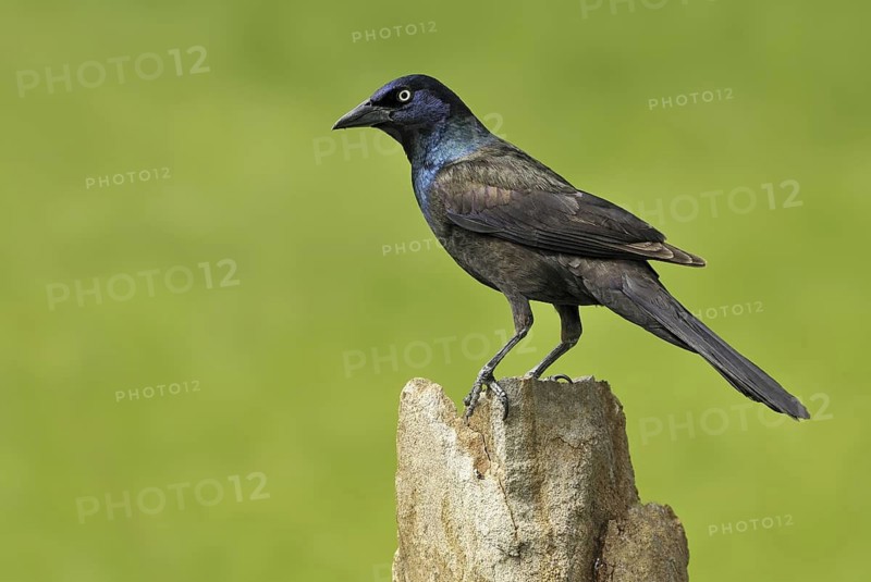 Common Grackle (Quiscalus quiscula), Alberta, Canada