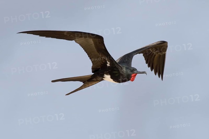 Christmas Frigatebird (Fregata andrewsi) male flying, Christmas Island, Australia