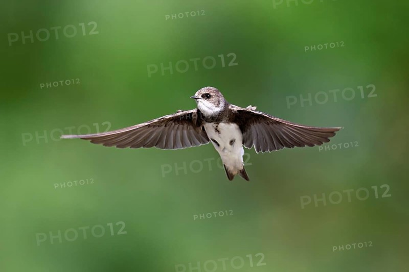 Sand martin (Riparia riparia), in flight, Reussegg nature reserve, Canton Aargau, Switzerland
