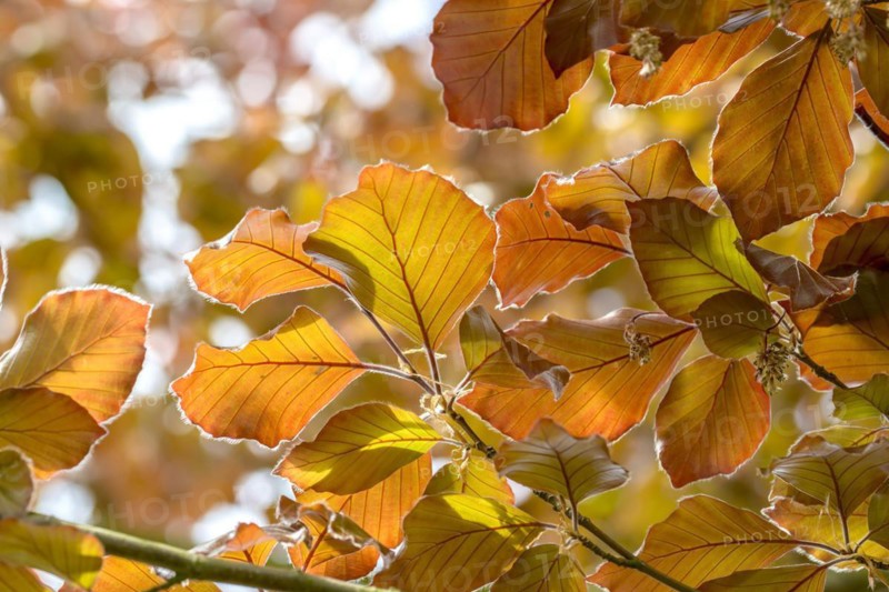 Blood beech (Fagus sylvatica 'Atropunicea'), Laußnitz, Saxony, Germany