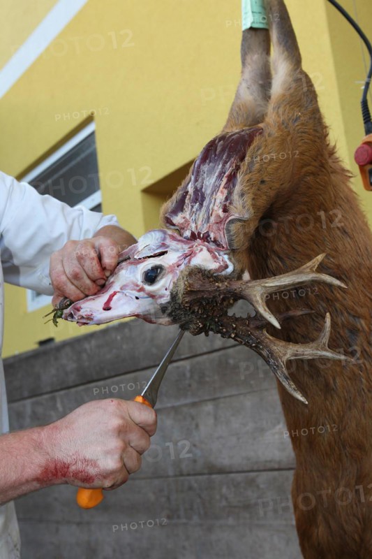 European roe deer (Capreolus capreolus) butcher, butcher processes shot roebuck, Lower Austria, Austria