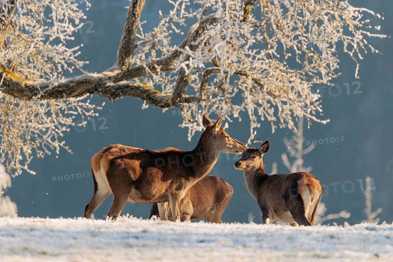 Three female red deer (Cervus elaphus) stand in the first light of day on a meadow covered in hoar frost in front of a Pear Tree. A forest can be seen in the background