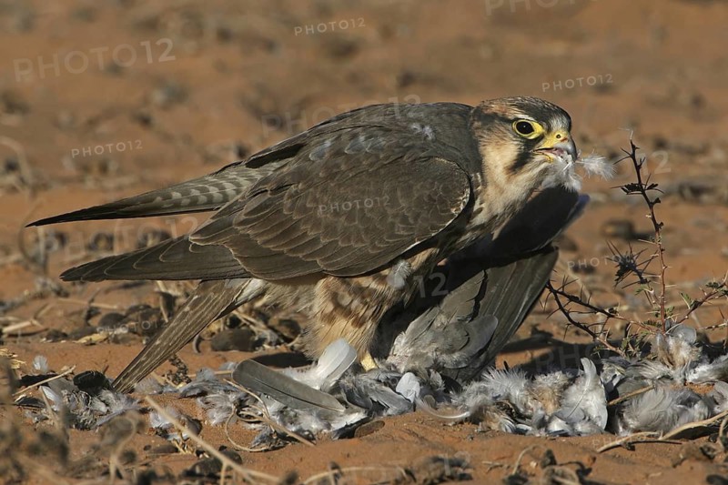 Lanner Falcon (Falco biarmicus), Northern Cape, South Africa