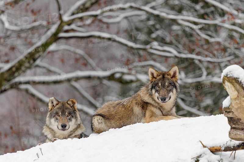 Two grey wolves (Canis lupus lupus) lie on a snow-covered hill on a cold, cloudy day. A forest can be seen in the background