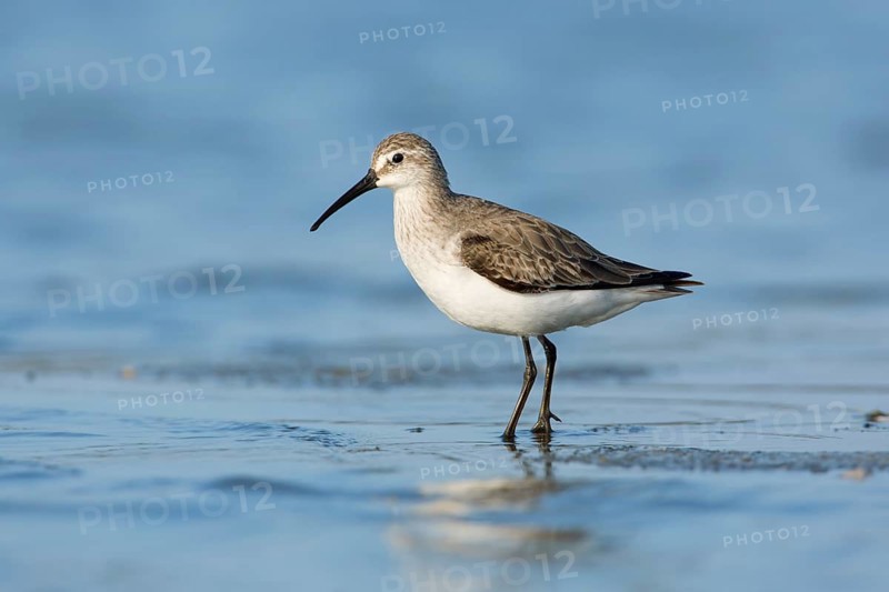 Curlew Sandpiper (Calidris ferruginea), Victoria, Australia