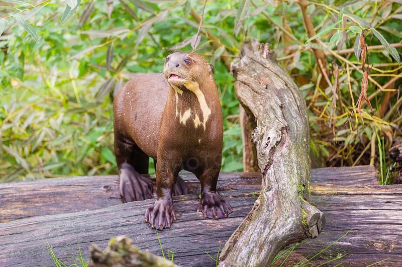 A giant otter or giant river otter (Pteronura brasiliensis) stands on a rotten tree lying on a river bank