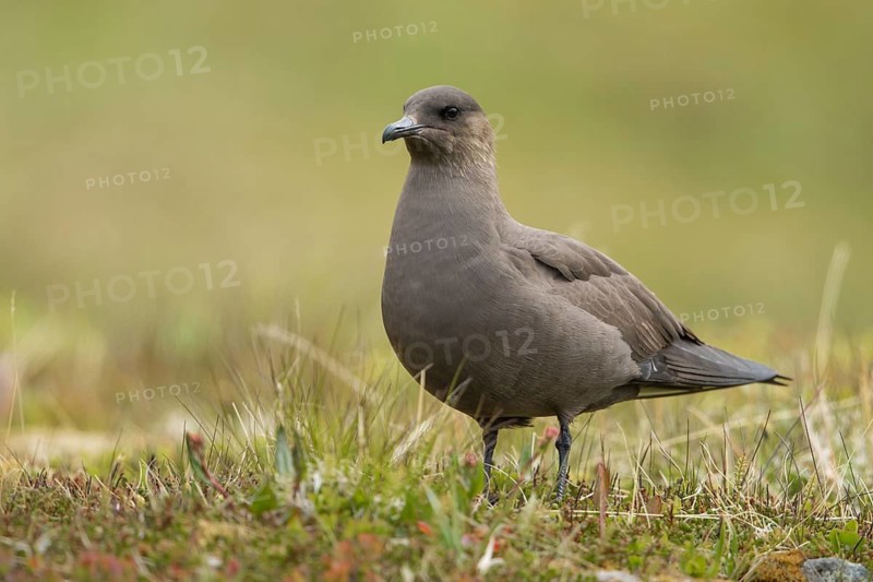 Parasitic Jaeger (Stercorarius parasiticus), Iceland
