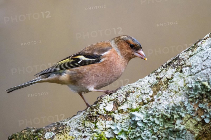 Male of Chaffinch, Fringilla coelebs, bird in forest at winter sun