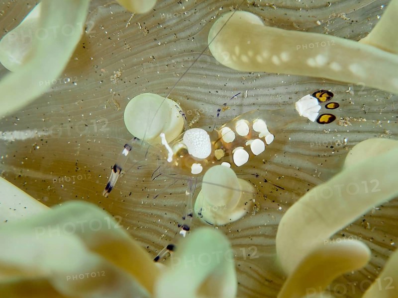 Peacock anemone shrimp (Ancylocaris brevicarpalis) between the tentacles of a sea anemone, dive site Secret Bay, Gilimanuk, Bali, Indonesia