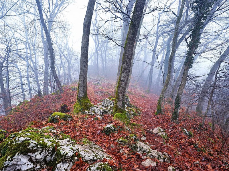 Moss-covered trees surrounded by distinctive limestone formation, Lägerngrat, Baden, Canton Aargau, Switzerland