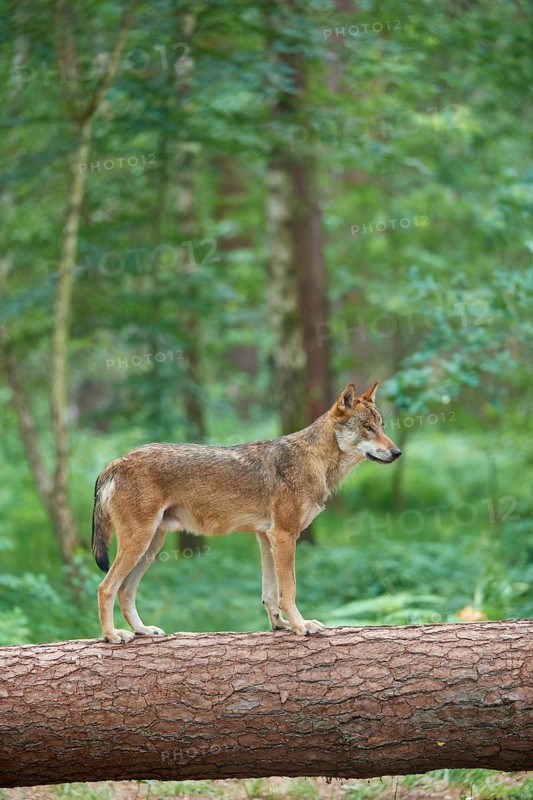 European gray wolf (Canis lupus), standing on tree trunk in forest, Germany