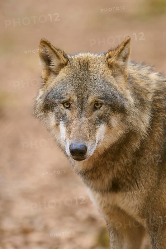 A wolf shows an intense, attentive gaze in profile, Wolf (Canis Lupus), Germany