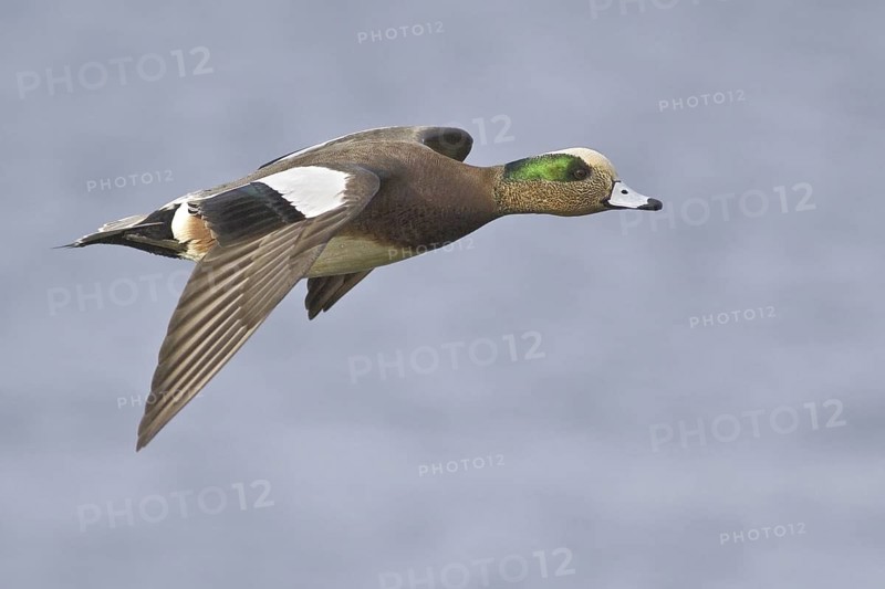 American Wigeon (Mareca americana) male flying, British Columbia, Canada