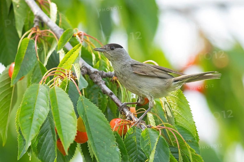 Blackcap (Sylvia atricapilla), Fauvette à tête noire, Curruca Capirotada, Branch, branch, Ormoz area, Ormoz, Podravska, Slovenia