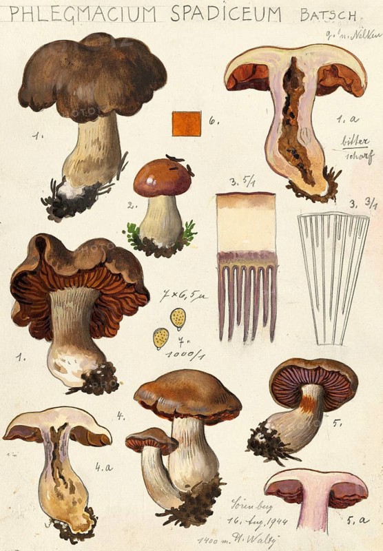 Mushroom, fungi, brown slime mould, Cortinarius spadiceus, syn. Phlegmacium spadiceum, authentic reproduction of an illustration by Hans Walty (1868-1948) from about 1915, historical