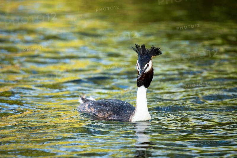 A great crested grebe (Podiceps cristatus) in Lake Alexandrina. Canterbury, South Island, New Zealand
