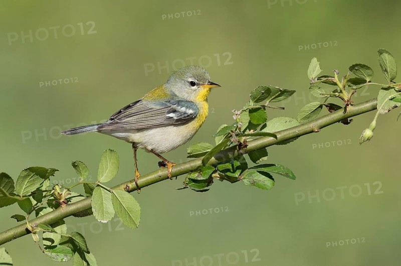 Northern Parula (Setophaga americana) female perched on a branch, Texas, USA