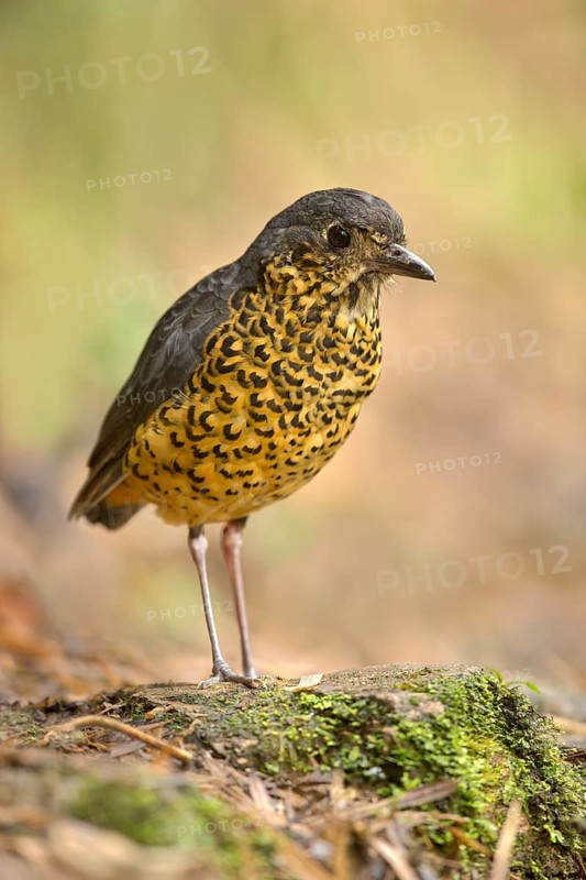 Undulated Antpitta (Grallaria squamigera), Tapichalaca Reserve, Ecuador