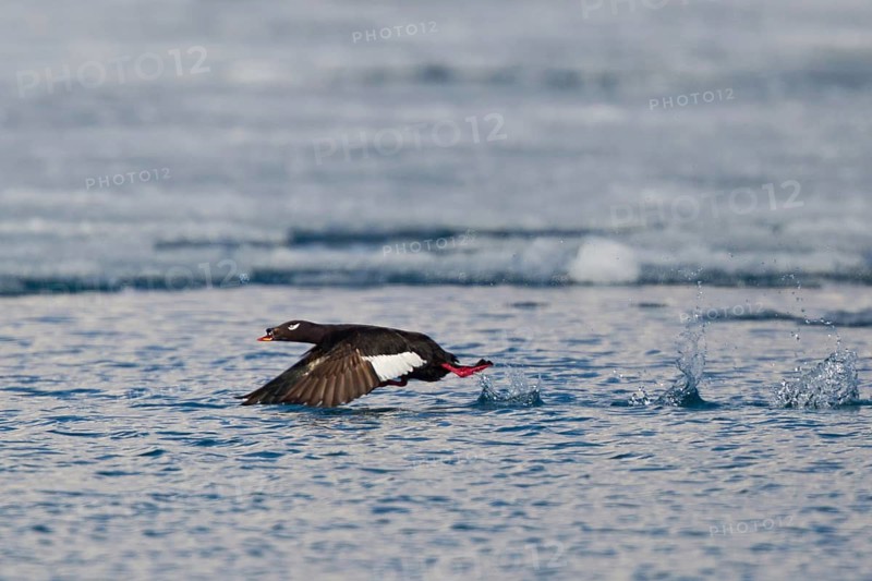 White-winged Scoter (Melanitta deglandi stejnegeri) male flying, Lake Hovsgol, Mongolia