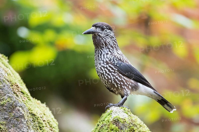 Nutcracker - Tannenhäher - Nucifraga caryocatactes ssp. caryocatactes, Germany, adult