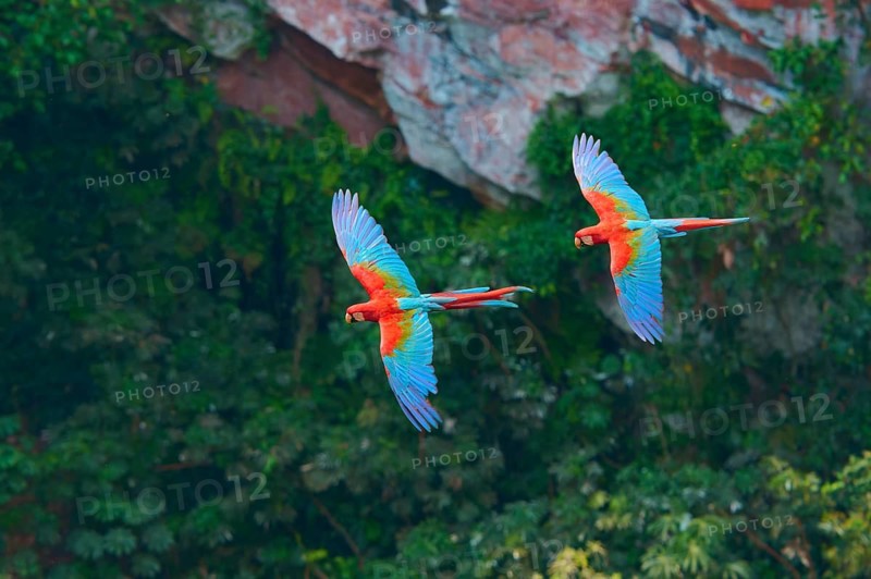 Two colourful parrots flying over the lush vegetation in front of a rocky backdrop, Green-winged Macaw, or Dark-red Macaw (Ara chloroptera), Buraco Das Araras, Bonito, Pantanal, Brazil