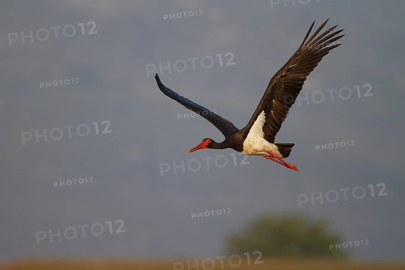 Black Stork (Ciconia nigra) flying, Greece